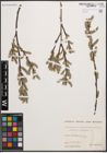 Foto von Salix cinerea L.
